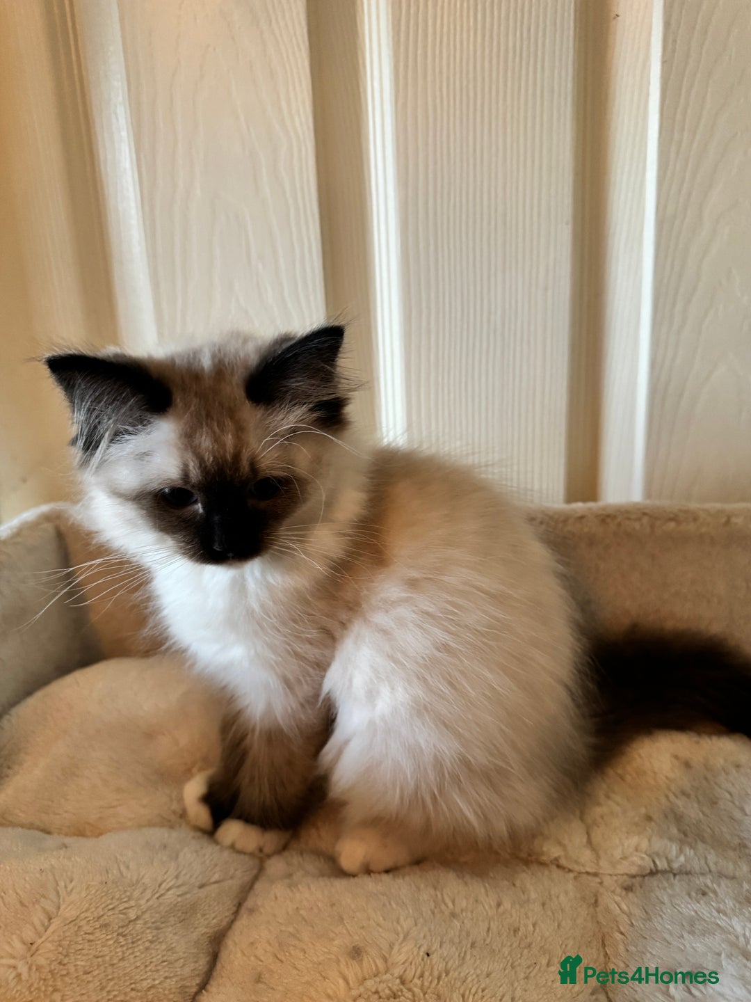 Ragdoll cats for sale: Beautiful Ragdoll kittens - Advert 9