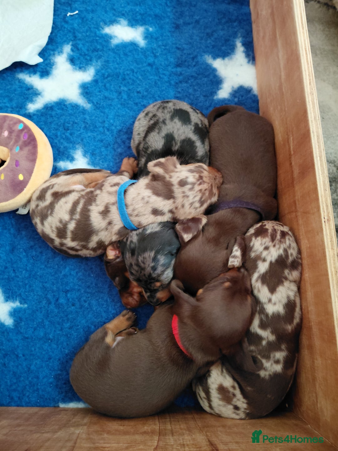 Dachshund dogs for sale: Miniature Daschund - Image 4