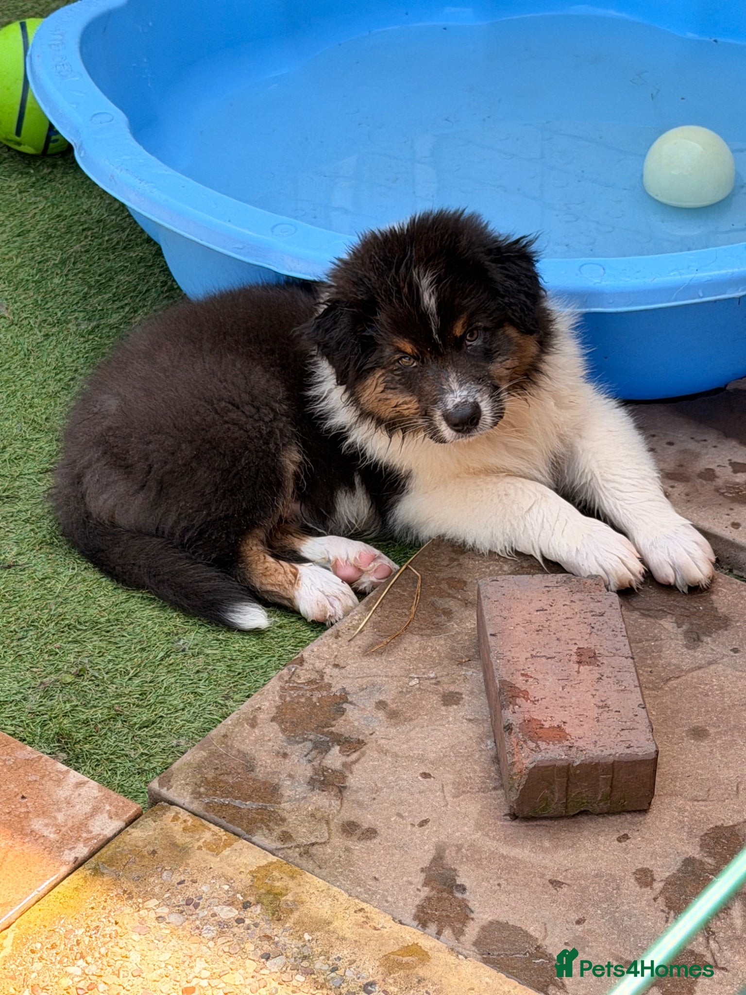Australian Shepherd dogs Australian shepherd Black Tri Puppies - Advert 1