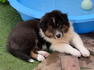 Australian Shepherd dogs Australian shepherd Black Tri Puppies - Advert 1
