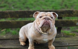 English Bulldog dogs for sale: English bulldog for sale  - Image 3