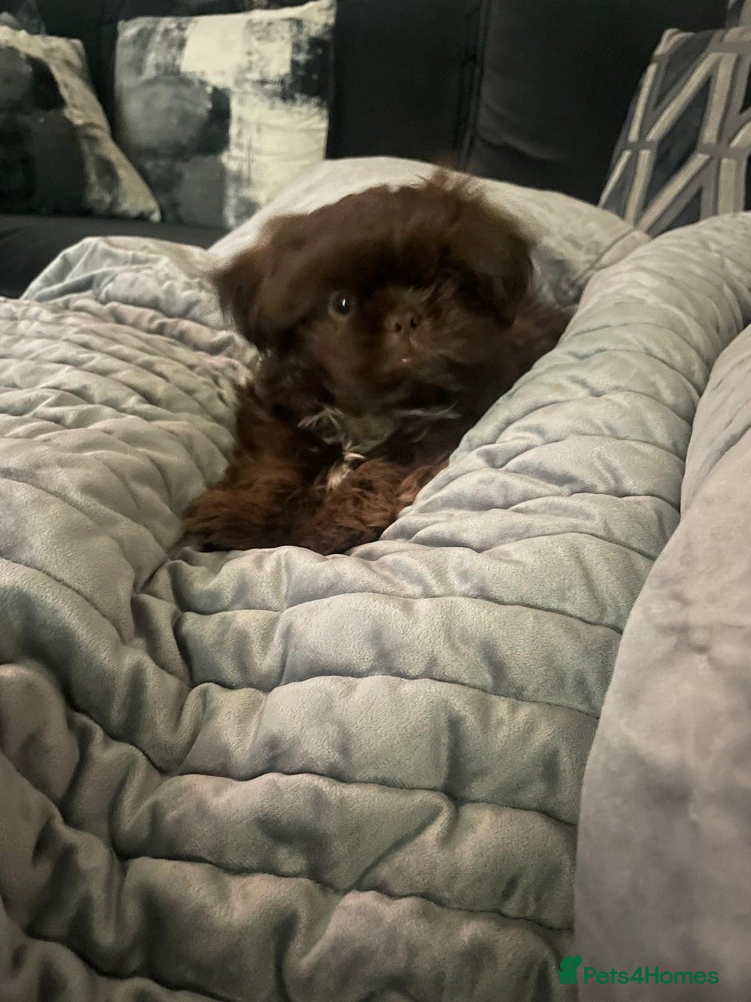 Shih Tzu dogs for sale: ✨️Exceptional Imperial Litter✨️ - Image 17
