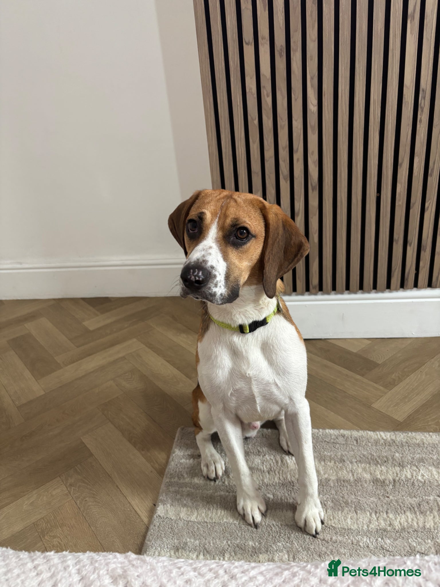 Foxhound dogs Buddy forever home  - Advert 9