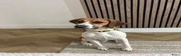 Foxhound dogs for sale: Buddy forever home  - Advert 1