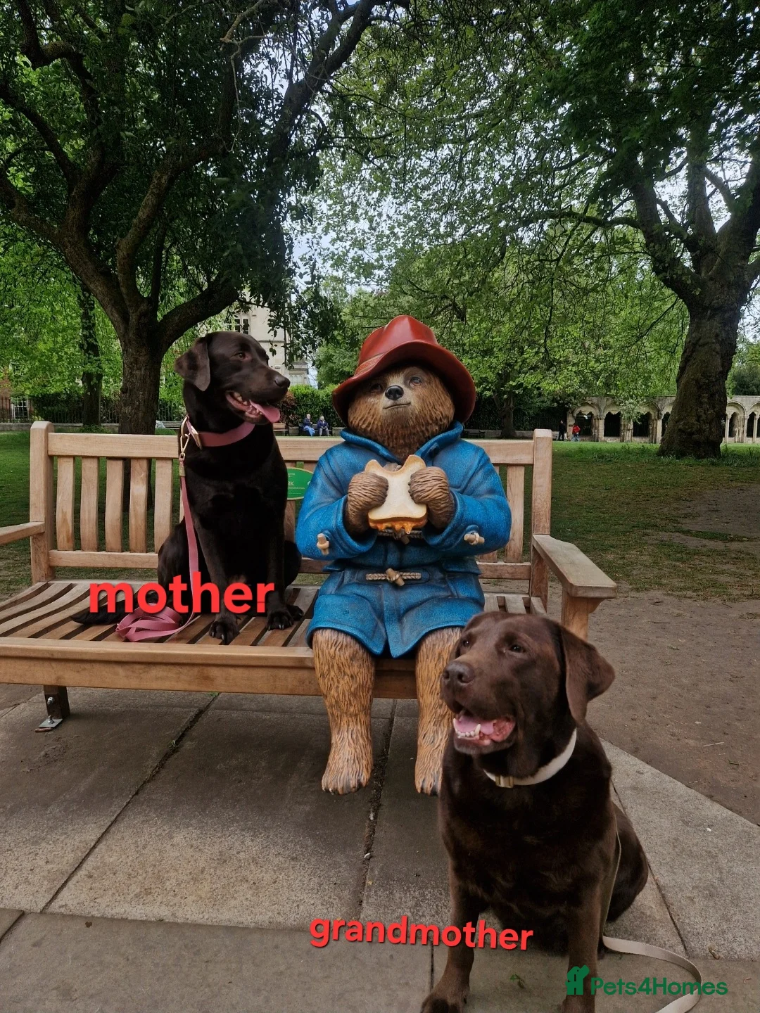 Labrador Retriever dogs for sale: Chocolate Puppies Expected  Waiting List Now Open  - Advert 5