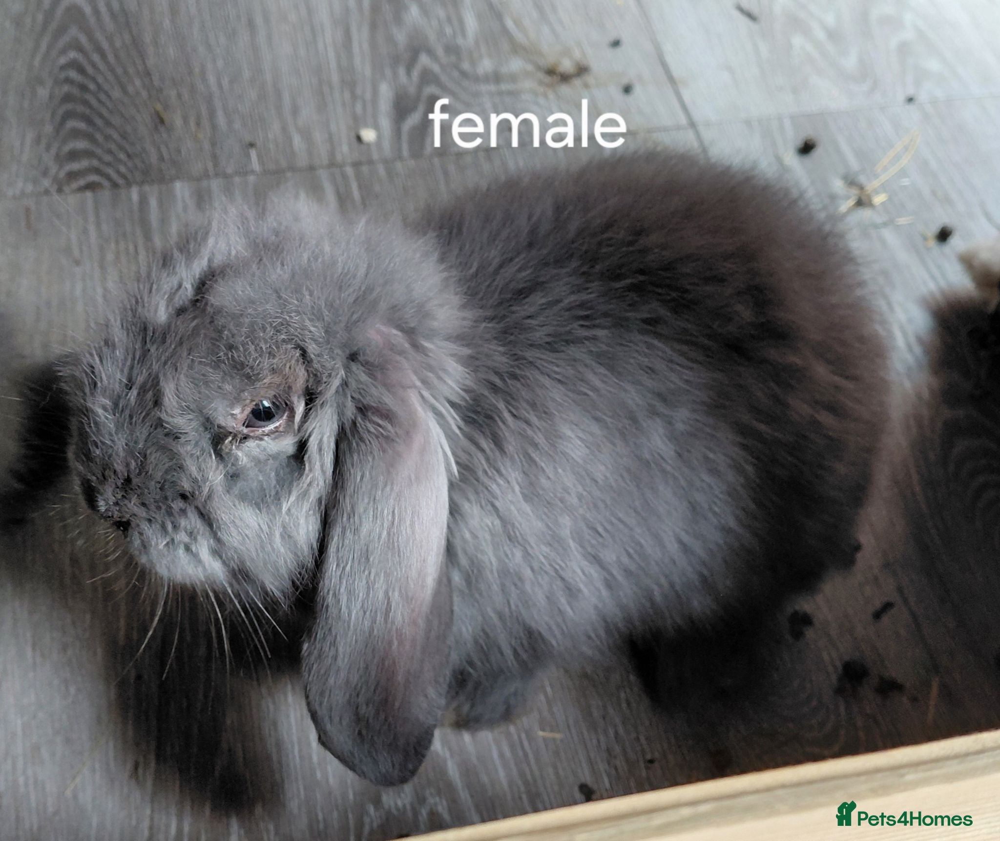 French Lop rabbits Vaccinated french lops to reserve  - Advert 2