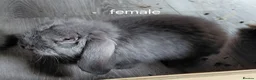 French Lop rabbits for sale: Vaccinated french lops to reserve  - Advert 2