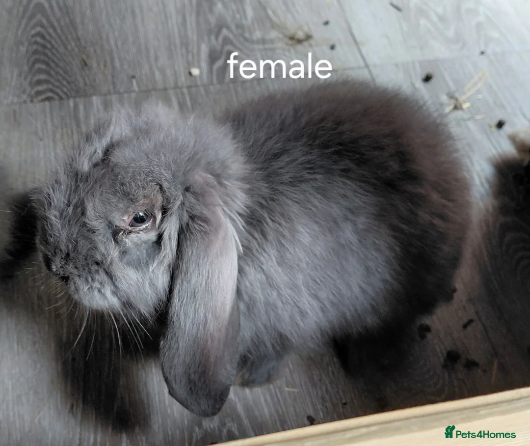 French Lop rabbits for sale: Vaccinated french lops to reserve  - Advert 2