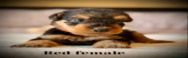 Airedale Terrier 8