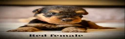 Airedale Terrier dogs for sale: ADORABLE KC REGISTERED AIREDALE PUPS - Advert 16