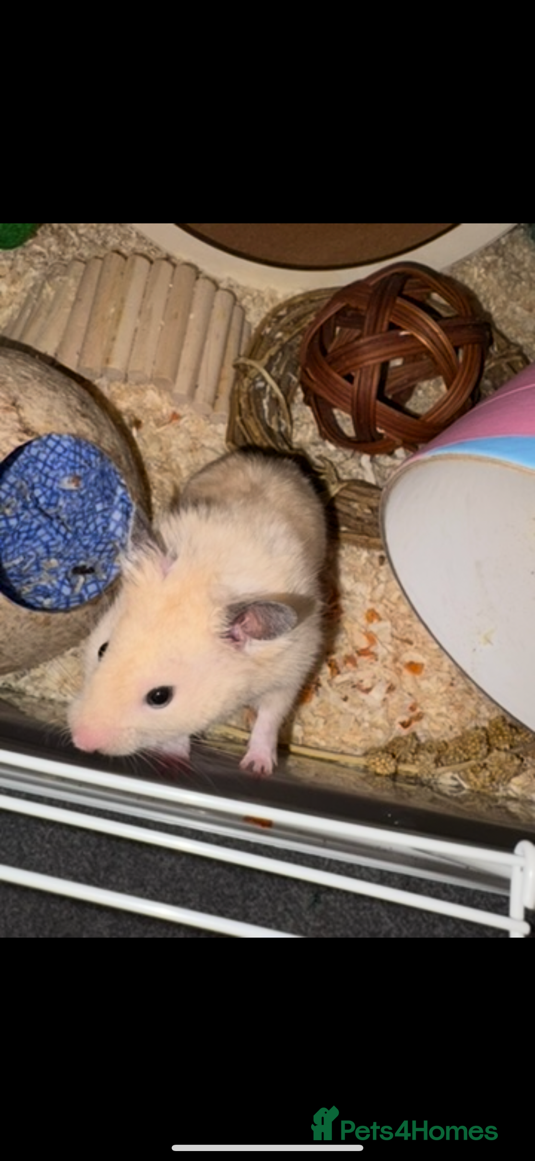 Hamster rodents for sale: Rubble - Syrian hamster  - Advert 2