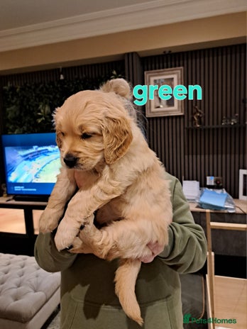 Golden Retriever dogs - Advert 8