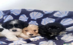Cockapoo dogs for sale: Cockerpoo puppies ready to leave  - Image 1