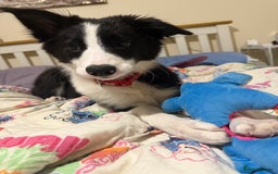 Border Collie dogs for sale: Beautiful border collie female  - Image 2