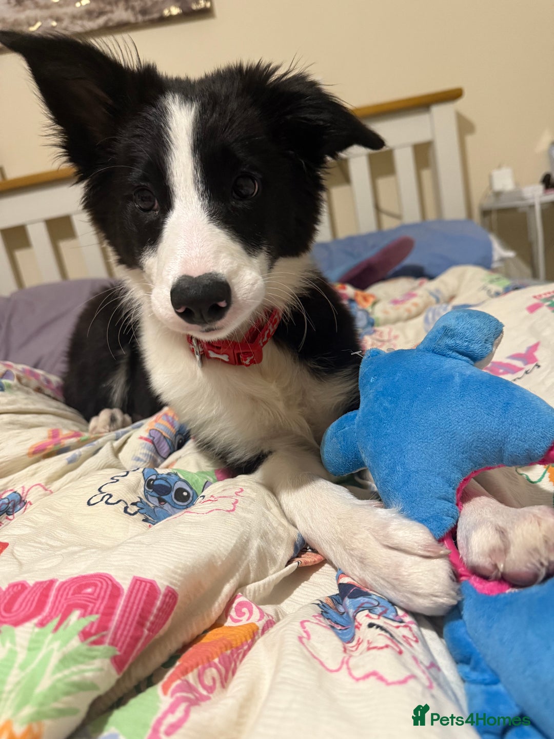 Border Collie dogs for sale: Beautiful border collie female  - Image 2