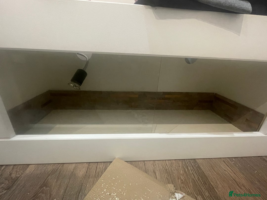 Hermann Tortoise reptiles for sale: Herman tortoise  - Advert 9