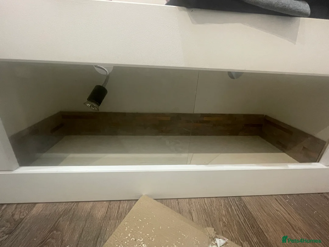 Hermann Tortoise reptiles for sale: Herman tortoise  - Advert 9