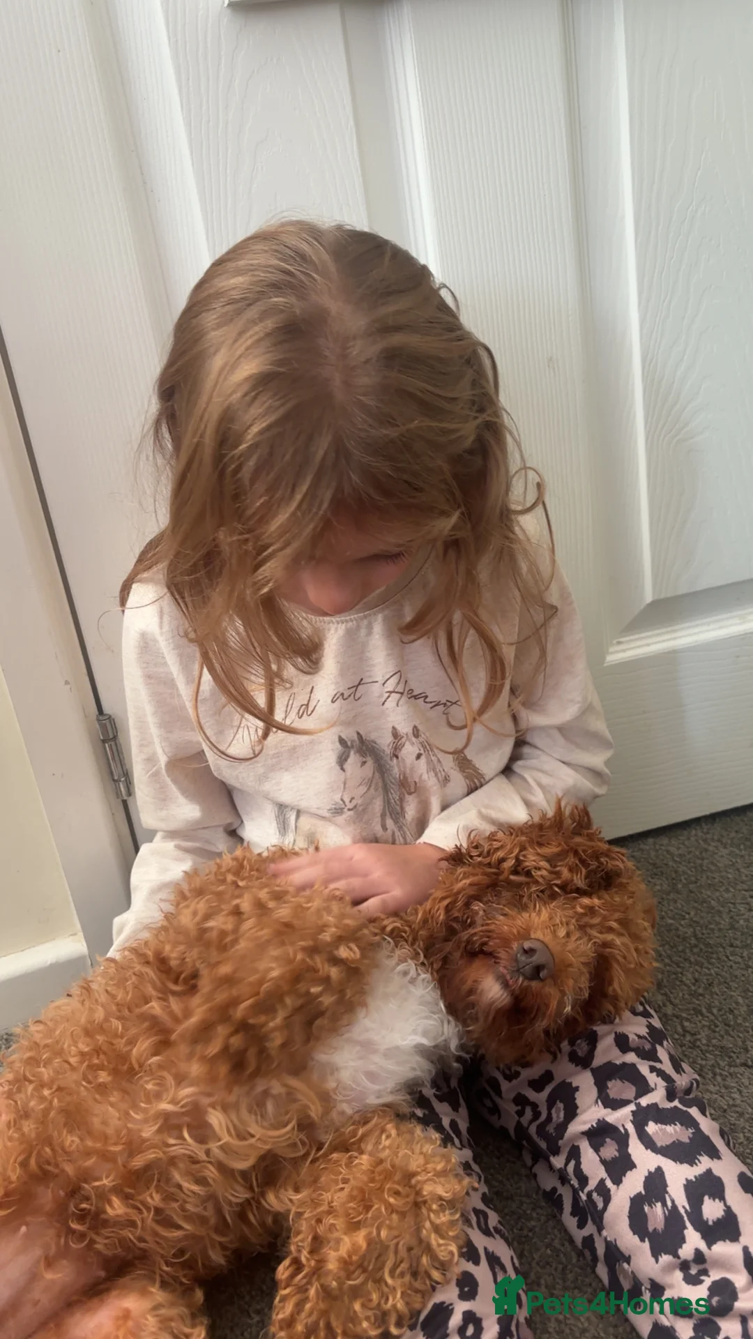 Cockapoo dogs for sale: Dolly💖 - Advert 4