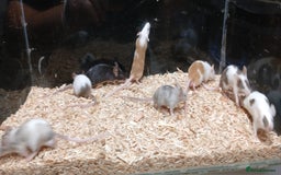 Mouse rodents for sale: Baby Fancy Coloured Mice  - Image 5
