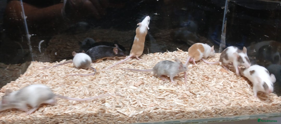 Mouse rodents for sale: Baby Fancy Coloured Mice  - Image 5