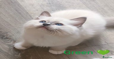 Ragdoll cats - Advert 5