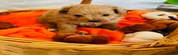 Pomapoo dogs for sale: Stunning pomapoo puppies - Advert 14