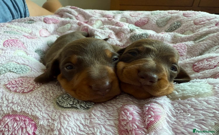 Miniature Dachshund dogs - Advert 12