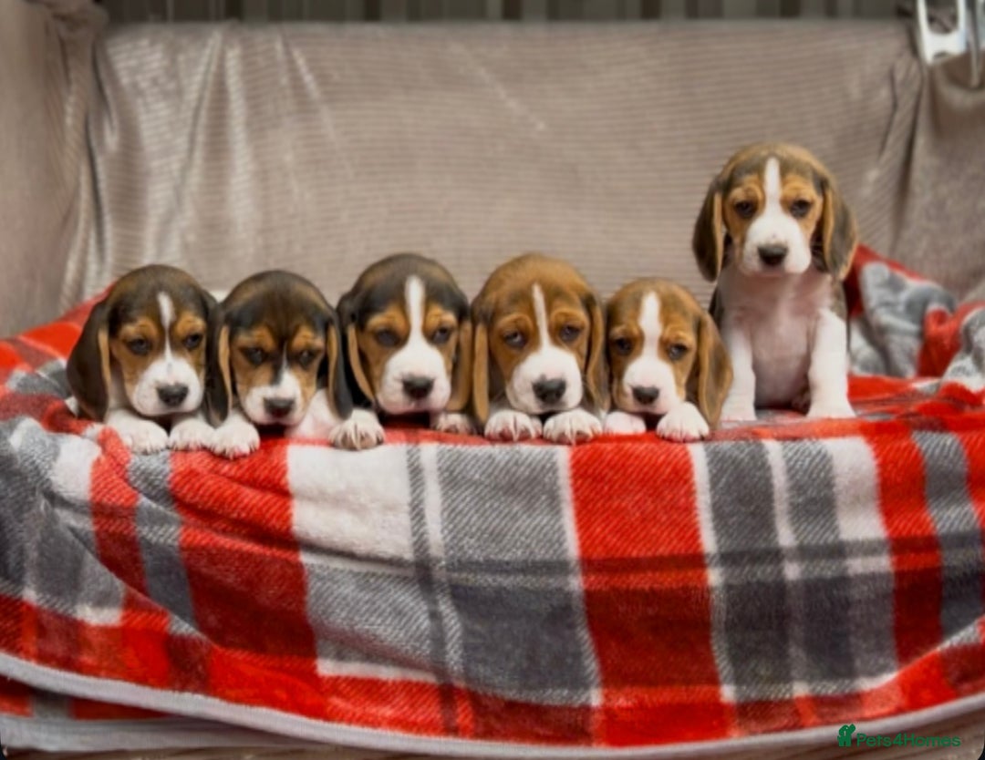 Beagle dogs for sale: SUPER CHUNKY KC SHOW BEAGLE PUPPIES - Image 22