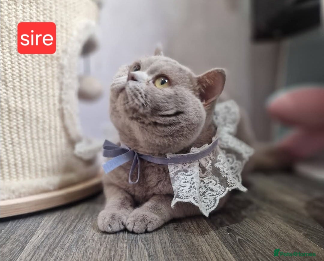 British Shorthair cats for sale: Chunky champion Gccf british shorthair kittens in Bradford - Advert 6