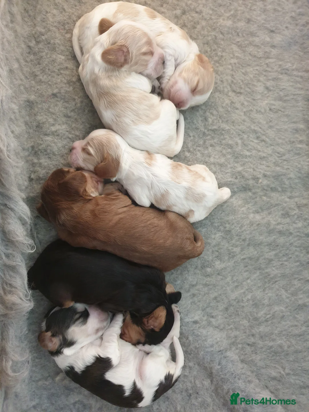 Cocker Spaniel dogs for stud: KC Sable Show Cocker STUD champ lines in Sandbach - Advert 7