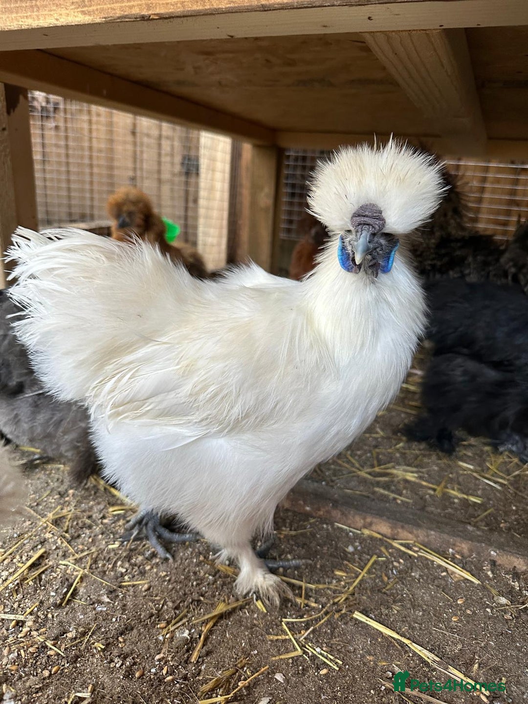 Chickens poultry for sale: roosters for free  - Advert 2