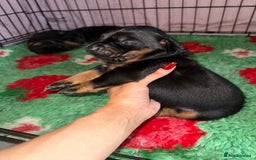 Dobermann dogs for sale: Stunning Top/Best Bloodline Dobermanns For Sale* - Advert 38