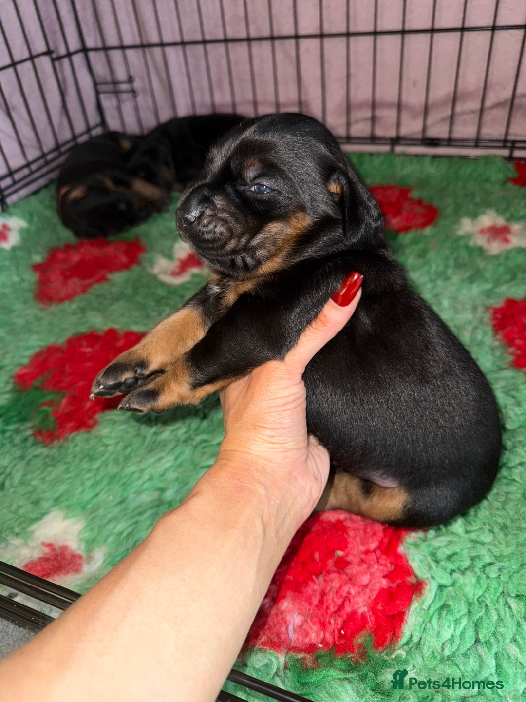 Dobermann dogs for sale: Stunning Top/Best Bloodline Dobermanns For Sale* - Advert 38