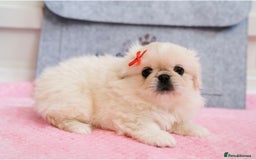 Pekingese dogs for sale: 🏆⭐️ KC reg Pekingese pups with genetics 🏆🐾 - Image 5