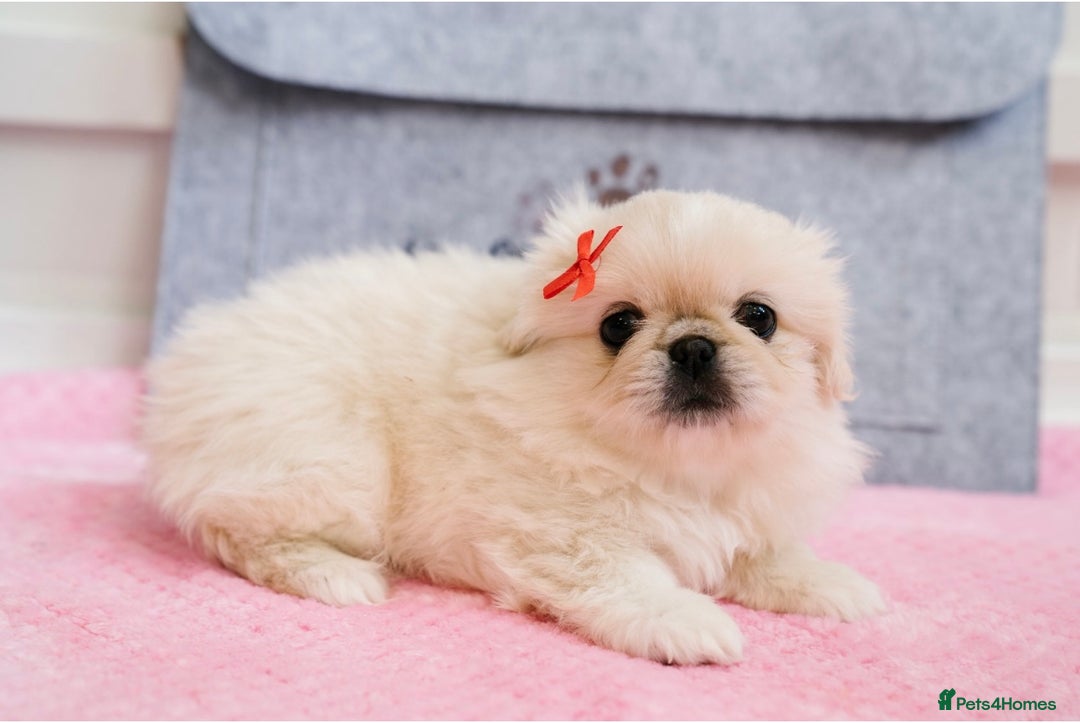 Pekingese dogs for sale: 🏆⭐️ KC reg Pekingese pups with genetics 🏆🐾 - Image 5