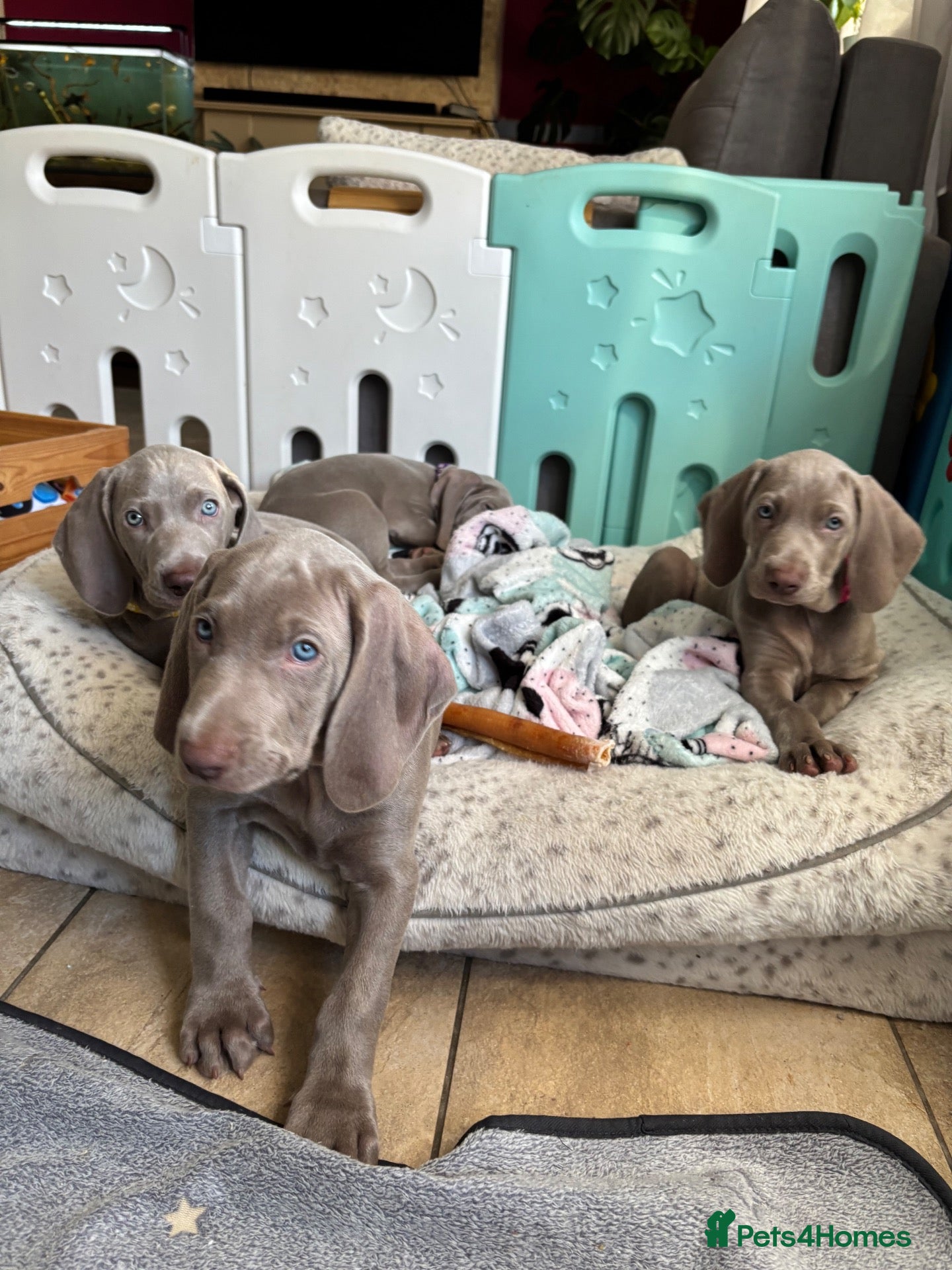 Weimaraner dogs 🥰🩷5girls ready for their forever homes KC  - Advert 6