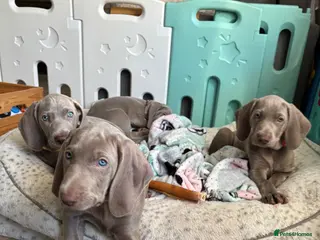 Weimaraner dogs 🥰🩷5girls ready for their forever homes KC - Advert 6