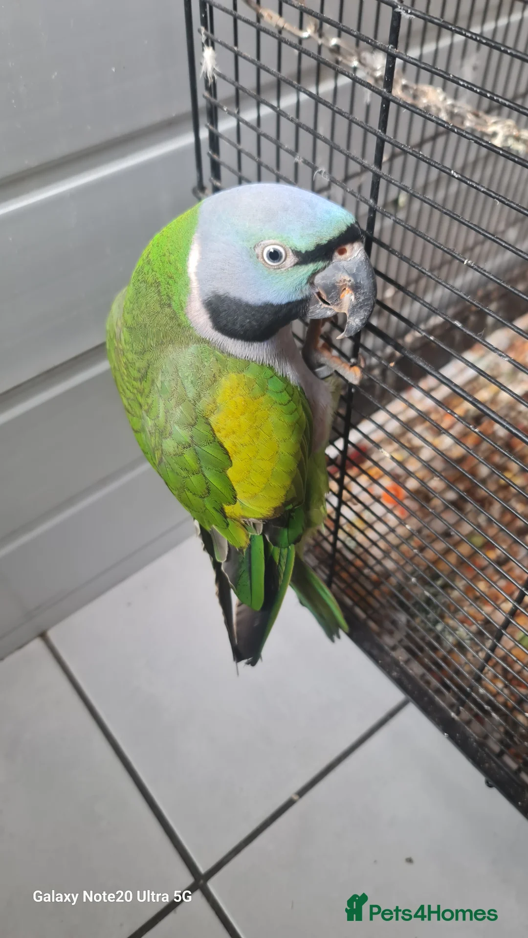 Parrots birds for sale: Darbien parot - Advert 2