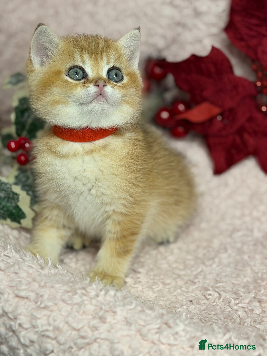 British Shorthair cats for sale: Adorable British shh golden kittens GCCF  - Advert 2