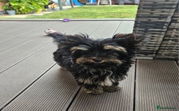 Yorkshire Terrier dogs for sale: Yorkshire Terrier  - Image 4