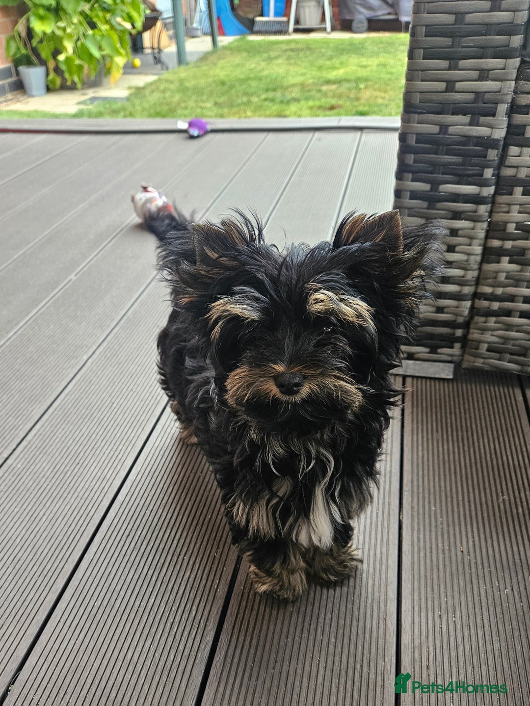 Yorkshire Terrier dogs for sale: Yorkshire Terrier  - Image 4