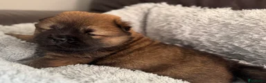 Waffle