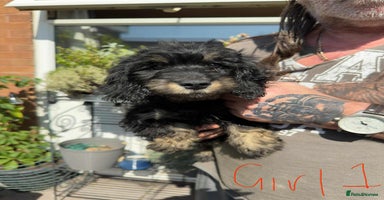 Mixed Breed dogs - Advert 1