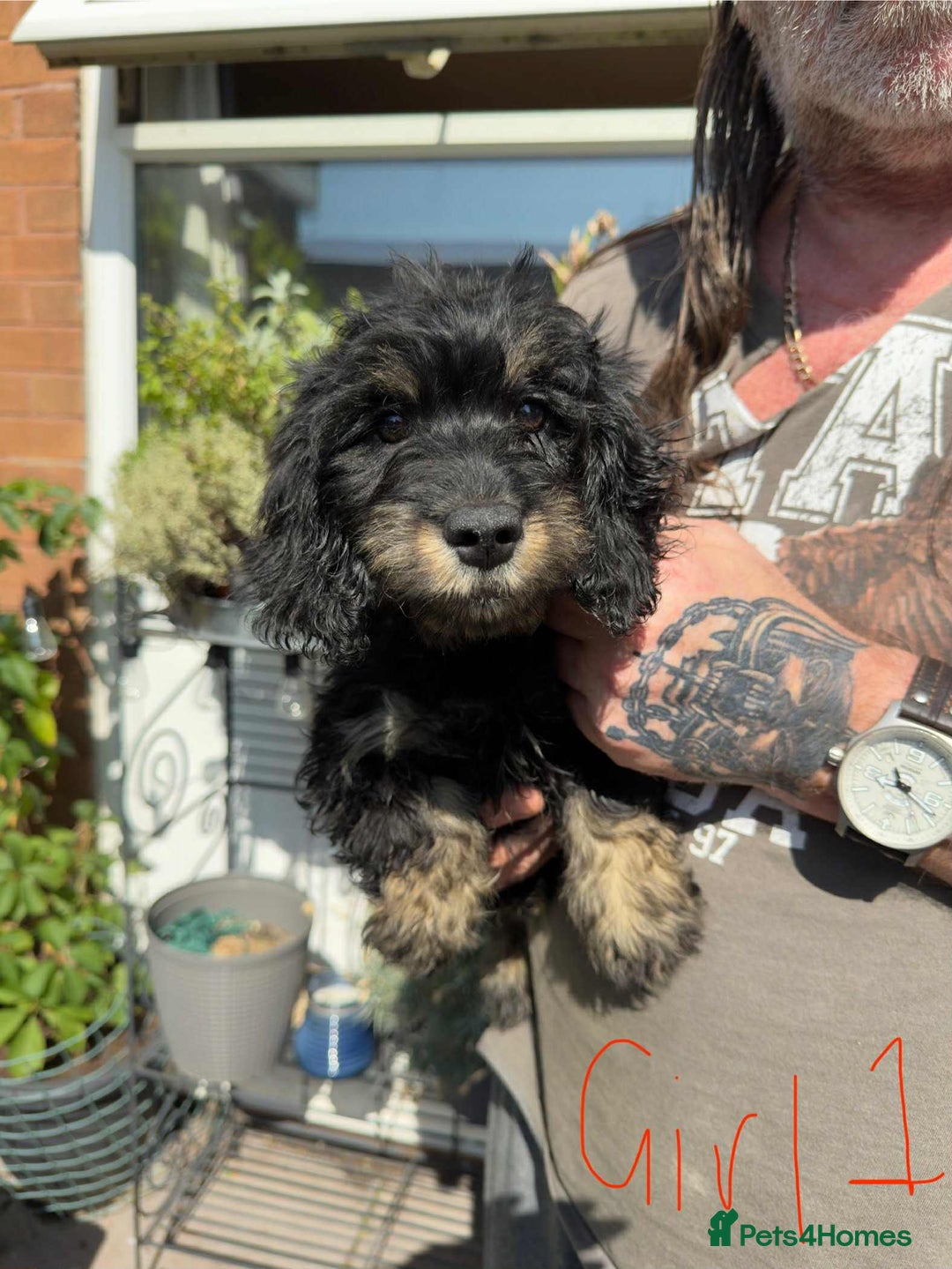 Mixed Breed dogs for sale: cross mini dachshund - Image 2