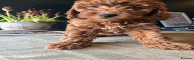 Cockapoo Puppy 3