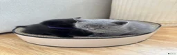 British Shorthair cats for sale: British shorthair / scottish fold kittens - Advert 9
