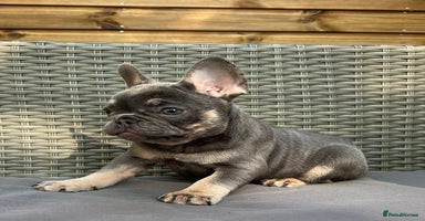 French Bulldog dogs - Advert 7
