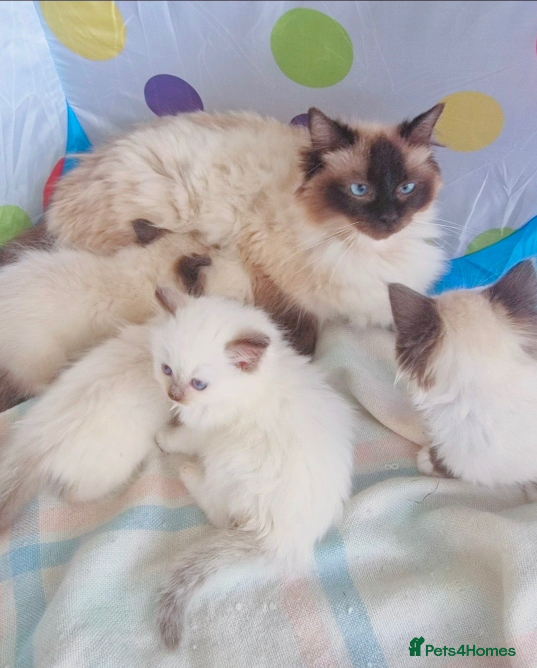 Ragdoll cats Beautiful ragdoll boy - Advert 1