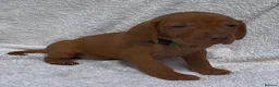 Hungarian Vizsla dogs for sale: Champion grade import vizslas puppies - Advert 12