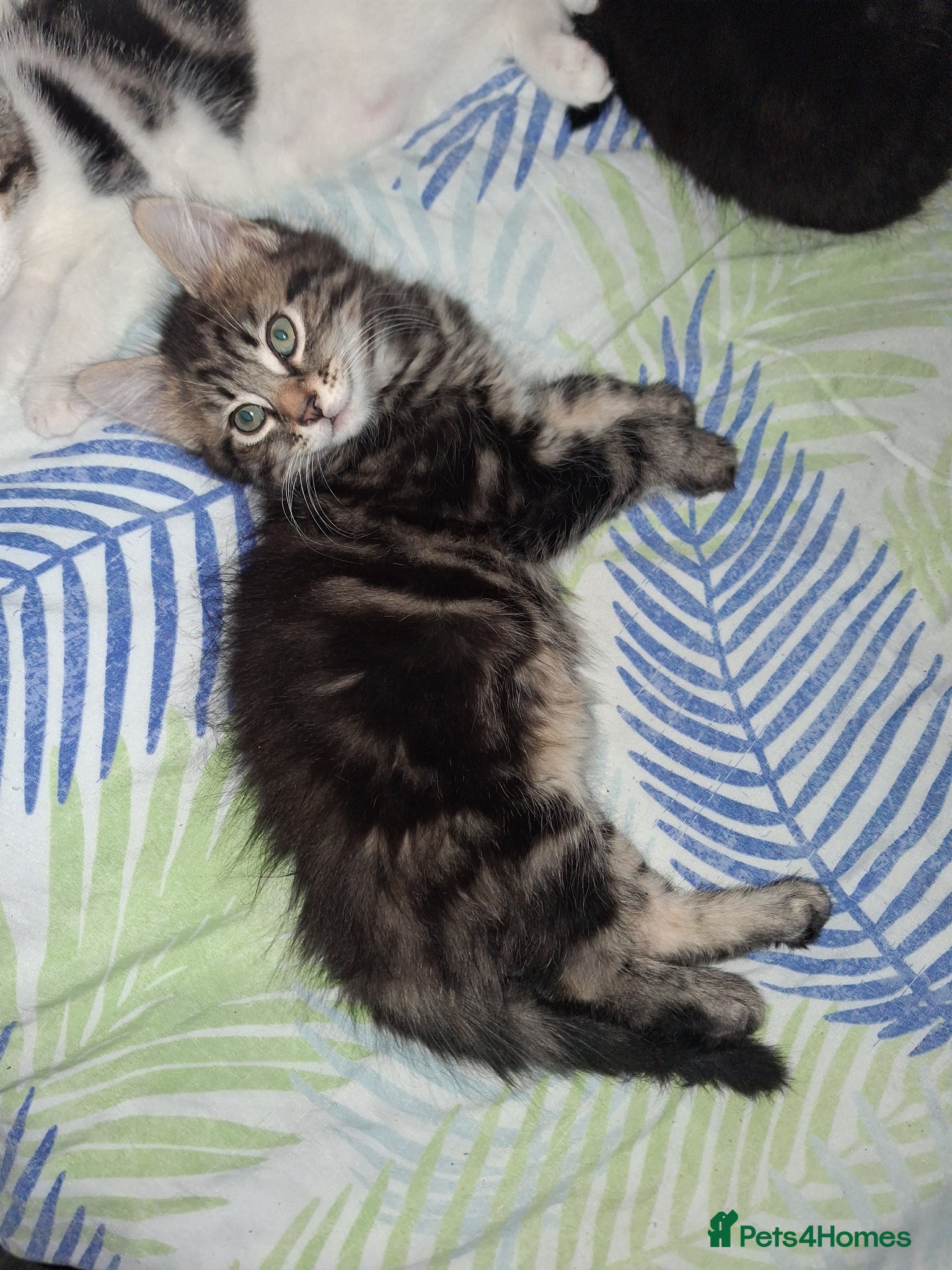 Mixed Breed cats Kittens  - Advert 1